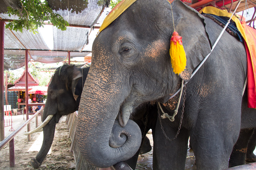 4_Ayutthaya_Elephant