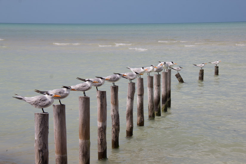 11_isla-holbox