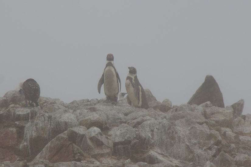 3_Paracas_Isla-Ballestas-2