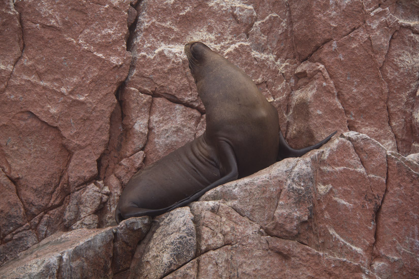 3_Paracas_Isla-Ballestas-5