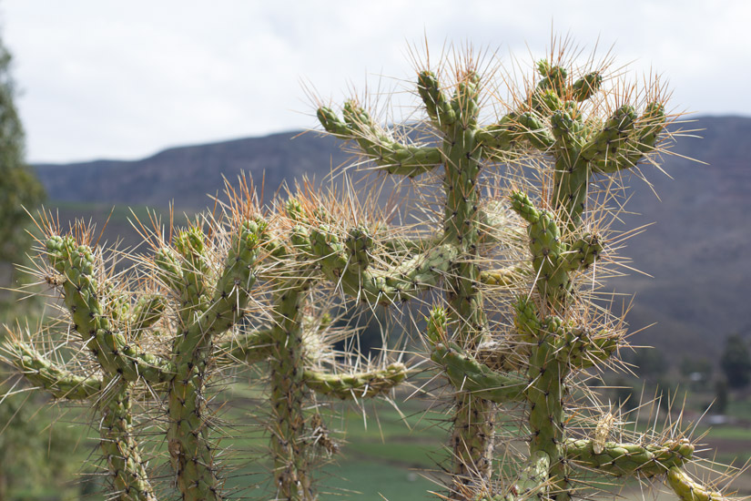 9_Canon-del-Colca-5