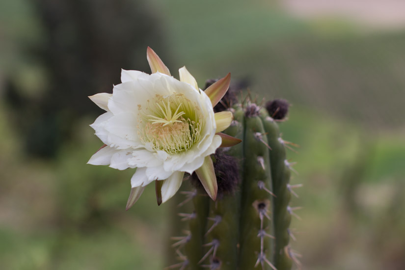 9_Canon-del-Colca-6